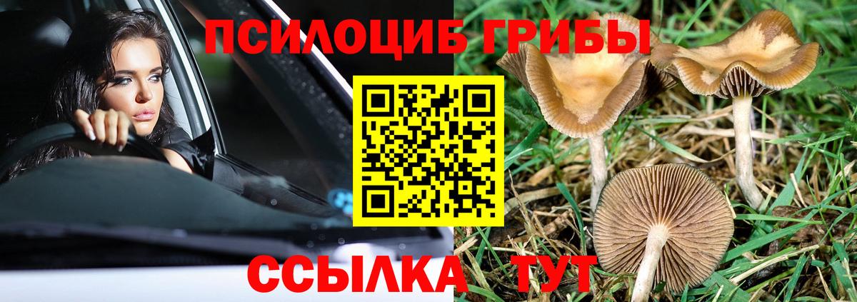 Псилоцибиновые грибы Psilocybe  Галлюциногенные грибы MAGIC MUSHROOMS  Карабулак  Вход с VPN 